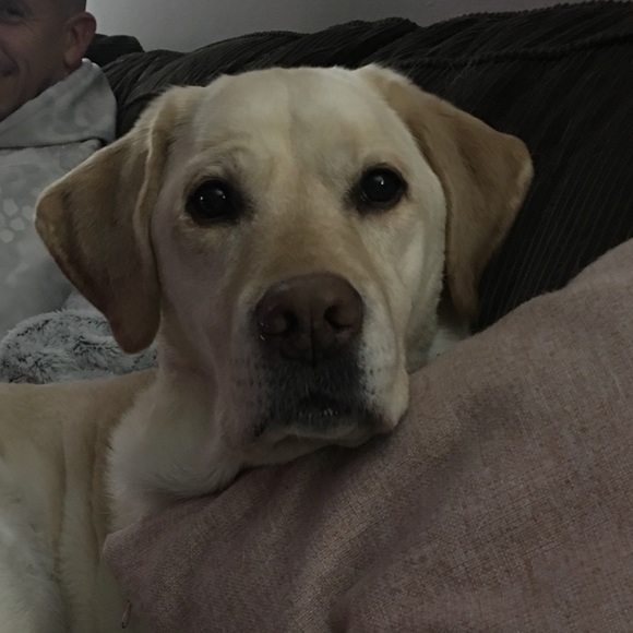 Meet your Posher, Steve - Picture 1 of 1